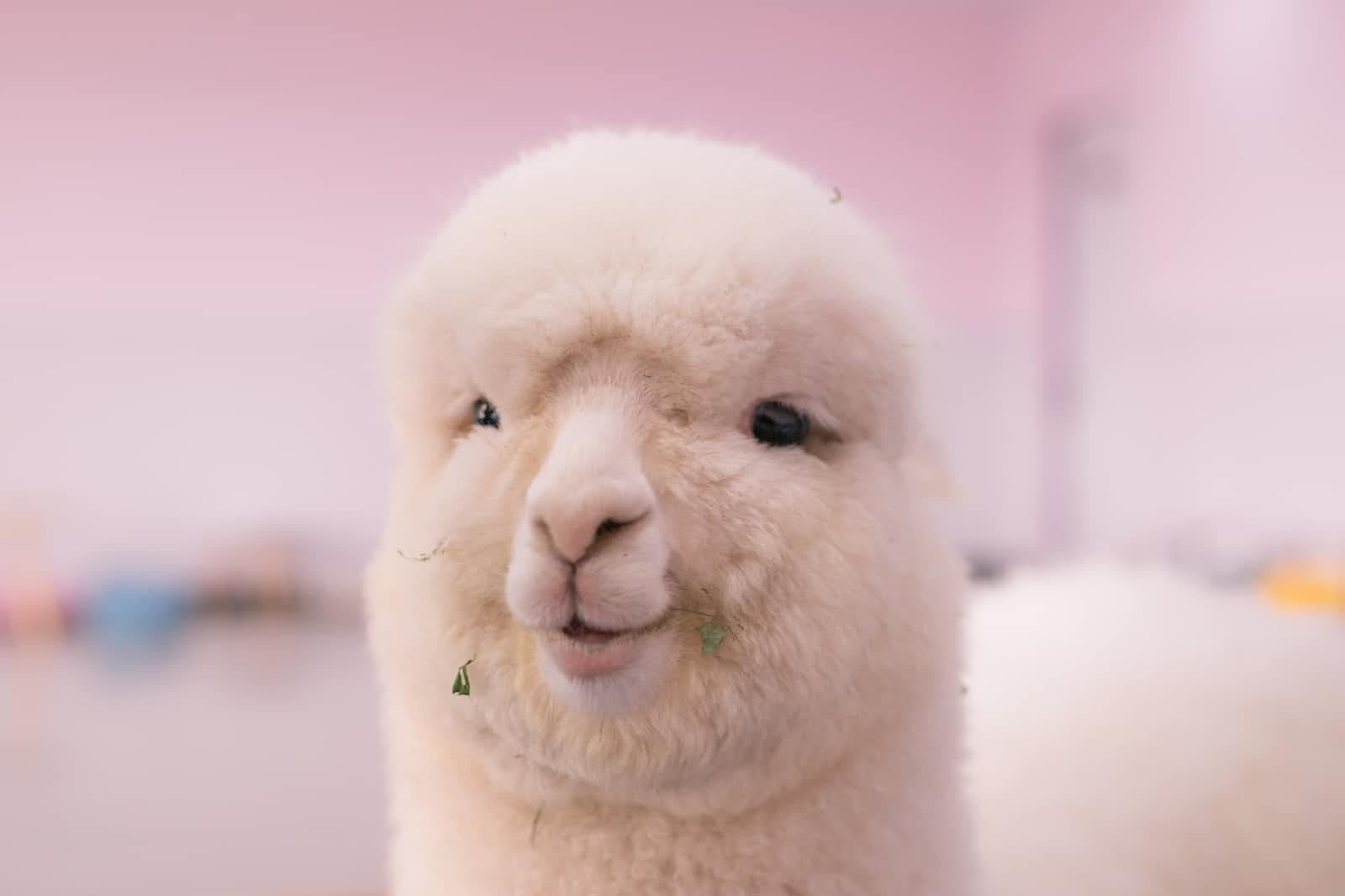 Integrating Llama 2 with Hugging Face and Langchain🦙